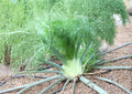 Florence Fennel Seeds, Heirloom Non-GMO Foeniculum Vulgare, Culinary & Medicinal Herb, Vegetable Seeds, 200+