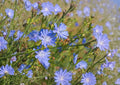Chicory Seeds 1000+ Non-GMO Heirloom Blue Dandelion Coffeeweed Succory Herb Flower for Pollinator Gardens