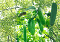 Luffa Gourd Seeds, Loofah Sponge Vegetable Plant, Heirloom Non-GMO, Climbing Vine for Garden Growing, Natural Bath Sponge