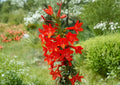 Standing Cypress Seeds, Ipomopsis rubra, Wildflower Seeds for Pollinator Gardens, Red Tubular Flowers, Hummingbird & Butterfly Attractant