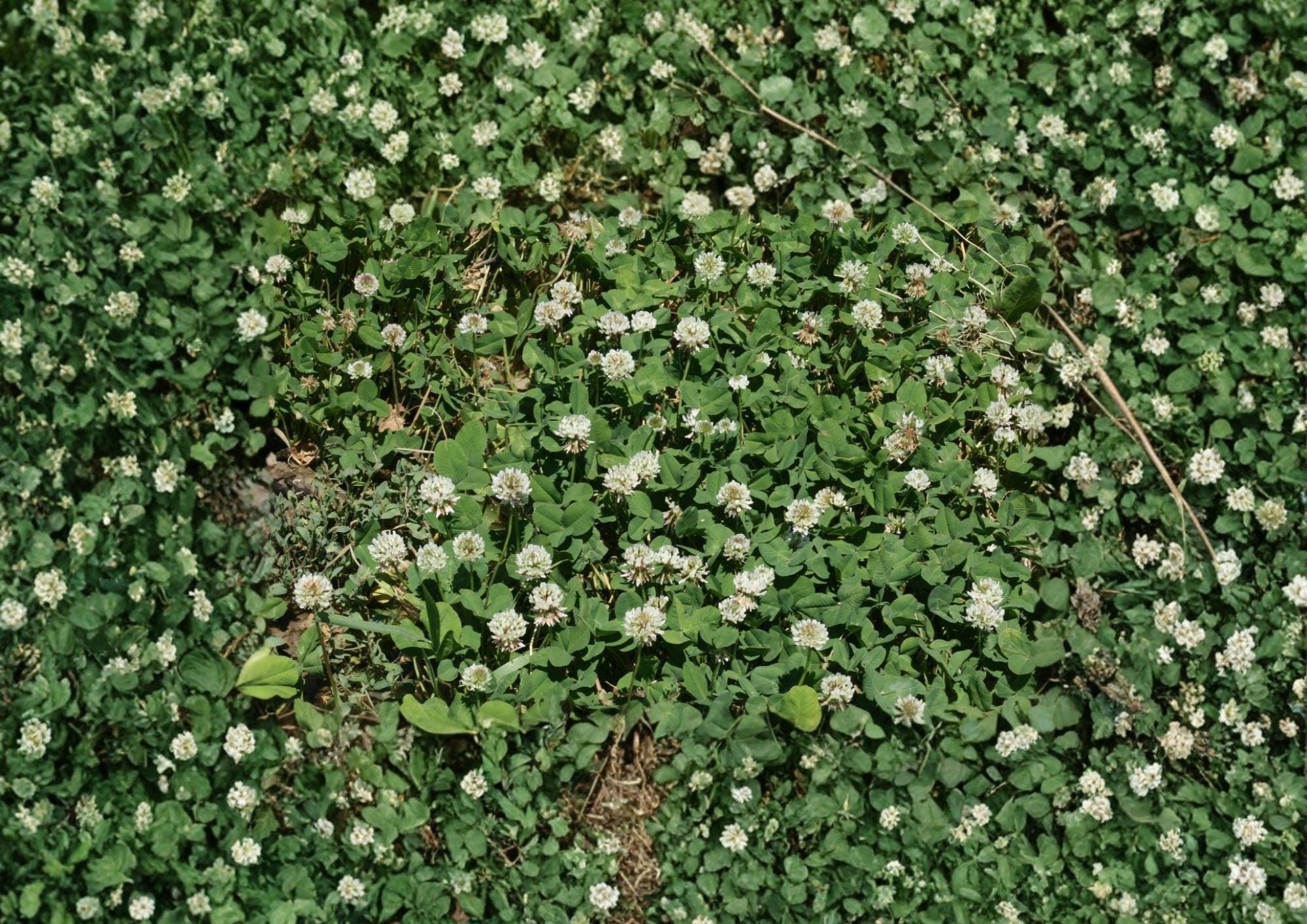 White Dutch Clover Seeds, Non-GMO Perennial Legume Cover Crop for Lawn, Ground Cover, Soil Fertility, Pollinator Friendly