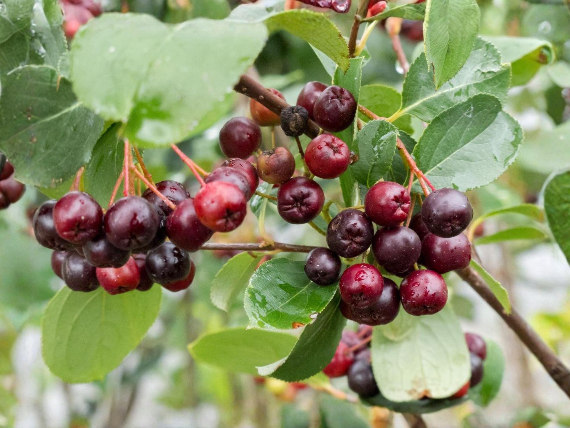 Black Chokeberry Plants – 18–24 Inch, Edible Berries, Aronia melanocarpa, Wildlife Garden Shrubs, Native Perennial