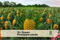 Queen Pineapple Seeds - Tropical Fruit Plant, Ananas comosus, Grow Your Own Pineapple in Containers or Garden