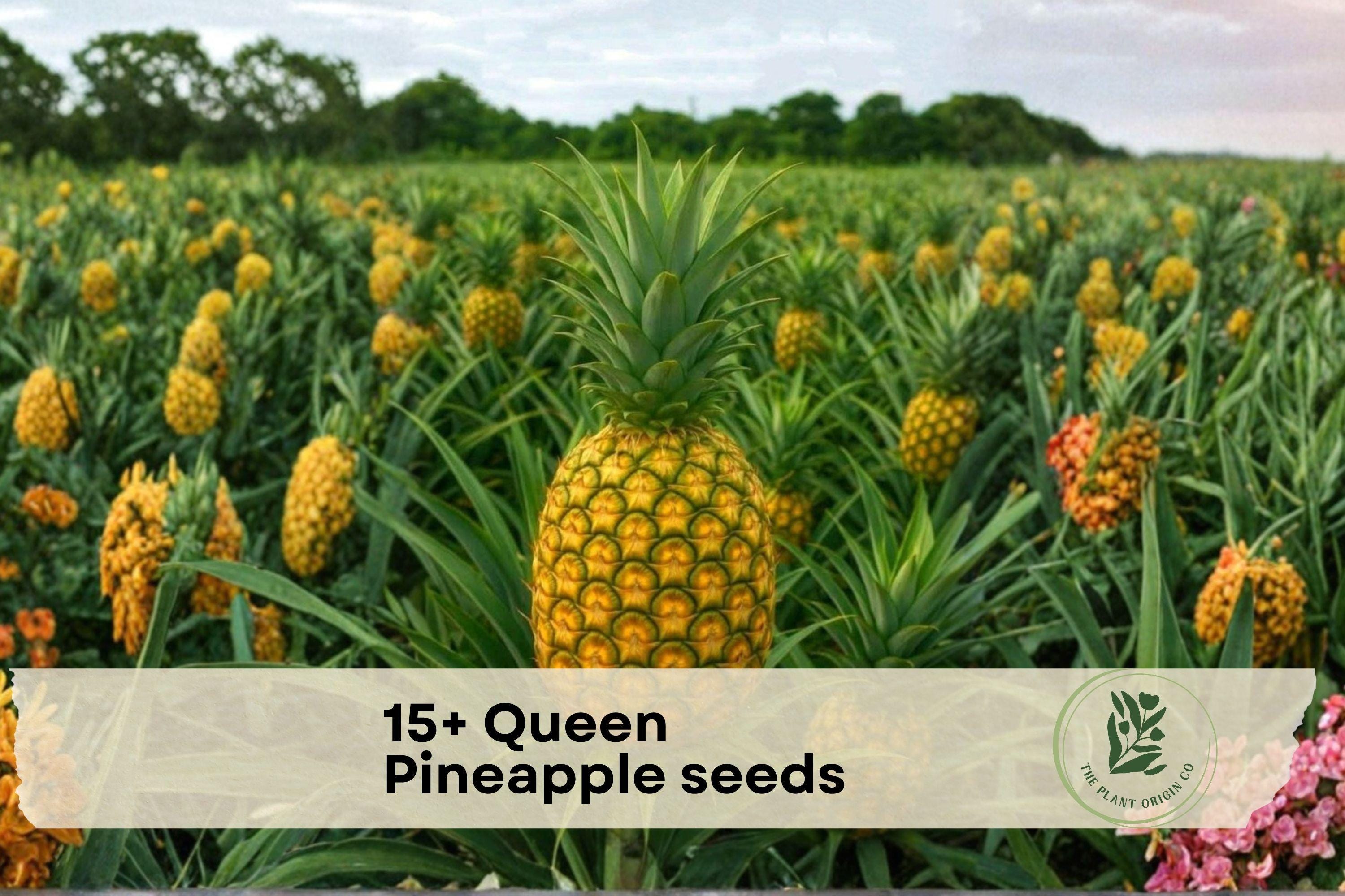 Queen Pineapple Seeds - Tropical Fruit Plant, Ananas comosus, Grow Your Own Pineapple in Containers or Garden