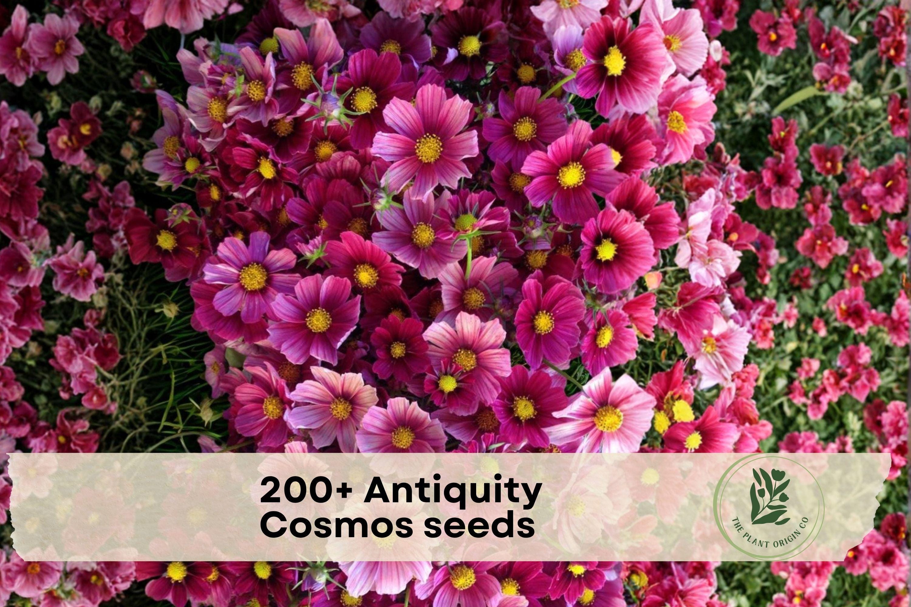 Antiquity Cosmos Seeds, Vintage Pink Annual Flower, Cosmos bipinnatus, Easy-to-Grow Garden Bed & Container Plant