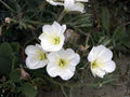Pale Evening Primrose Seeds – Heirloom Wildflower, Native Landscape, Oenothera pallida, Non-GMO, Open-Pollinated, Garden Flower Seeds