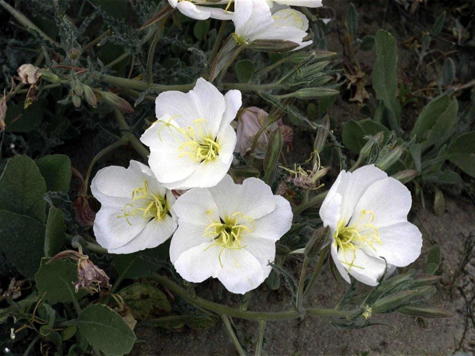 Pale Evening Primrose Seeds – Heirloom Wildflower, Native Landscape, Oenothera pallida, Non-GMO, Open-Pollinated, Garden Flower Seeds