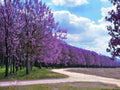 Paulownia tomentosa Seeds | Heirloom Empress Tree | Fast-Growing Ornamental Garden Tree Seeds