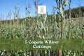 Coyote Willow Cuttings – Salix exigua – Native Deciduous Shrub for Landscaping, Hedges & Borders