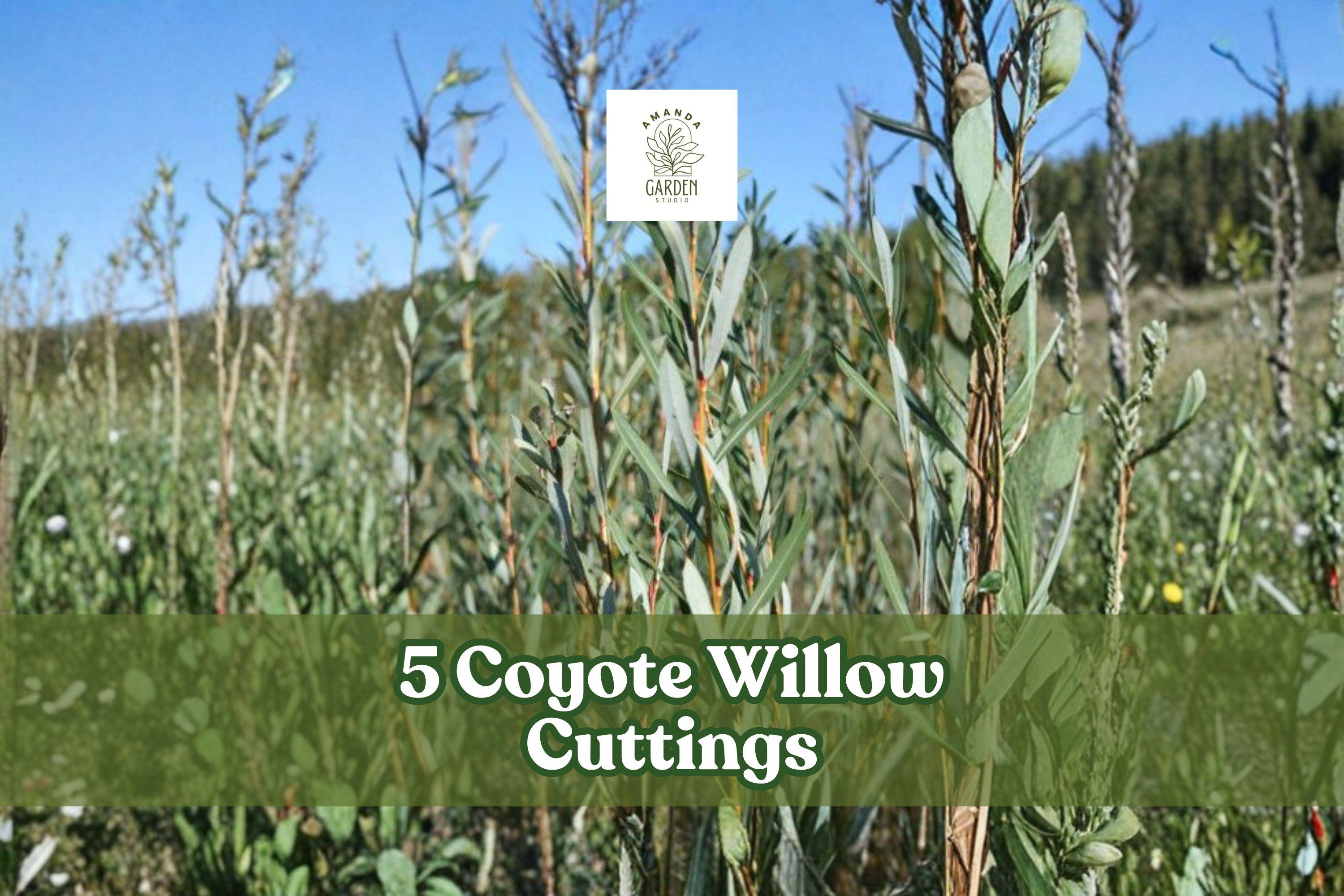 Coyote Willow Cuttings – Salix exigua – Native Deciduous Shrub for Landscaping, Hedges & Borders