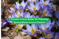 Tricolor Crocus Bulbs for Planting | Early Spring Blooming Flowering Bulbs | Crocus spp.