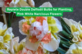 Replete Double Daffodil Bulbs Pink White Narcissus Flowers for Garden Beds, Borders & Containers