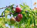 Chickasaw Plum Trees – Bare Root Native Fruit Tree Prunus angustifolia, Wildlife Garden, Edible Landscape, 10-18 in