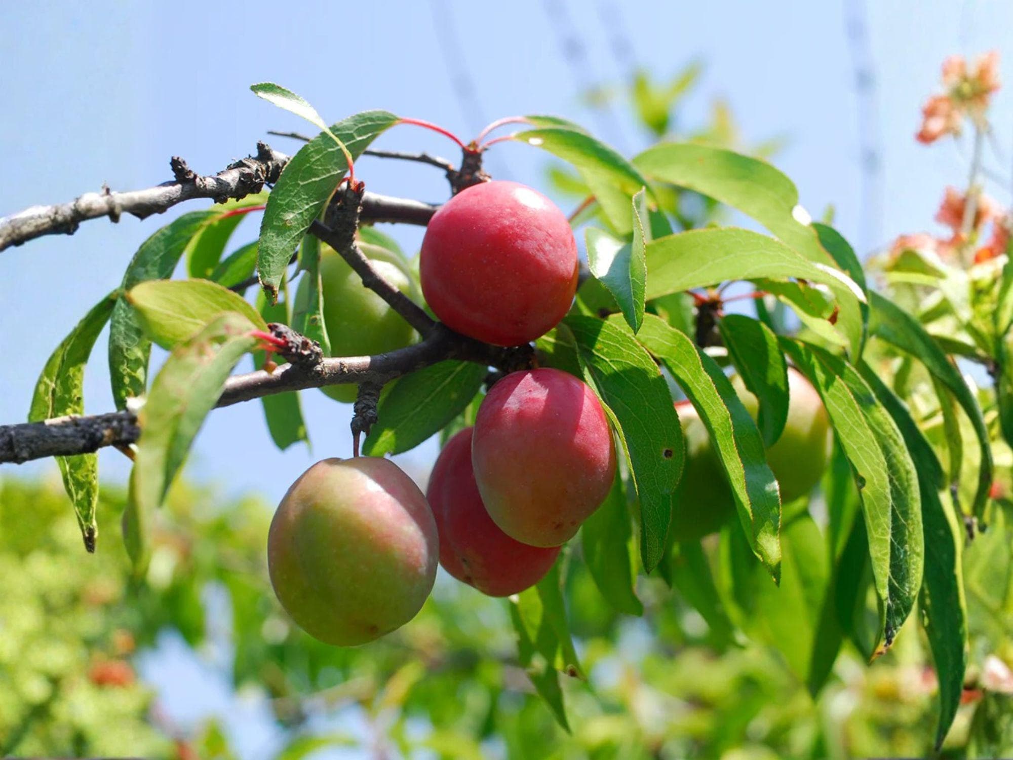 Chickasaw Plum Trees – Bare Root Native Fruit Tree Prunus angustifolia, Wildlife Garden, Edible Landscape, 10-18 in