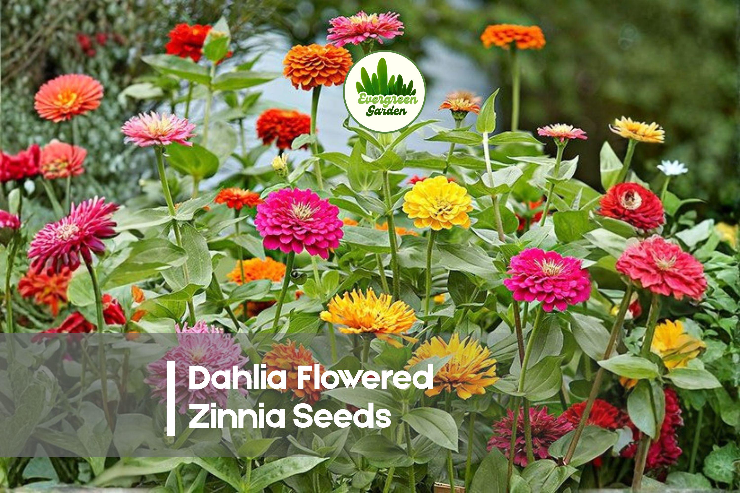 Dahlia Flowered Zinnia Seeds – Bright Colorful Annual Flowers for Borders & Cut Flowers – Zinnia elegans