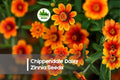 Chippendale Daisy Zinnia Seeds, Bright Color, Pollinator-Friendly, Zinnia elegans, Annual Flower for Borders & Cut Flowers
