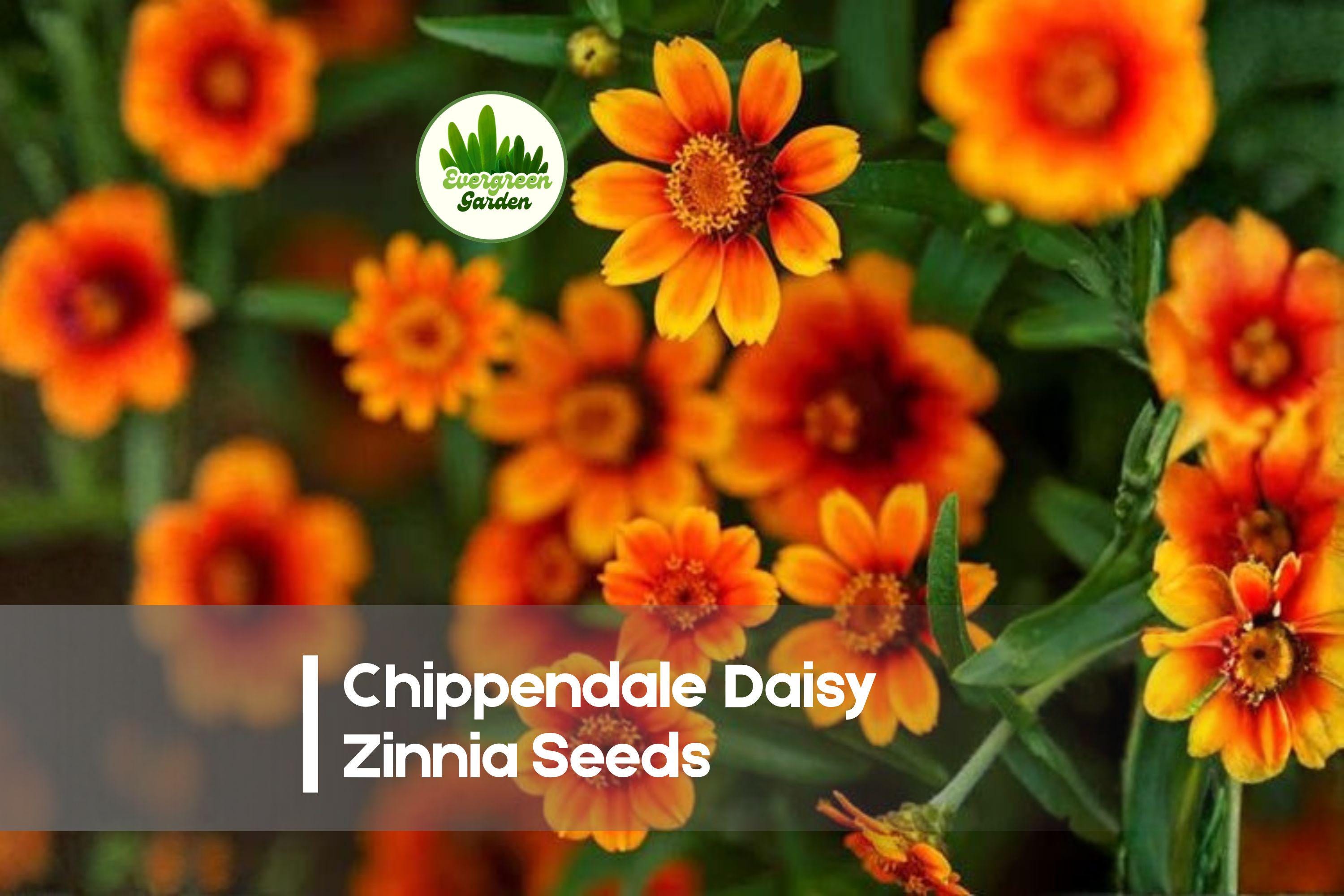 Chippendale Daisy Zinnia Seeds, Bright Color, Pollinator-Friendly, Zinnia elegans, Annual Flower for Borders & Cut Flowers