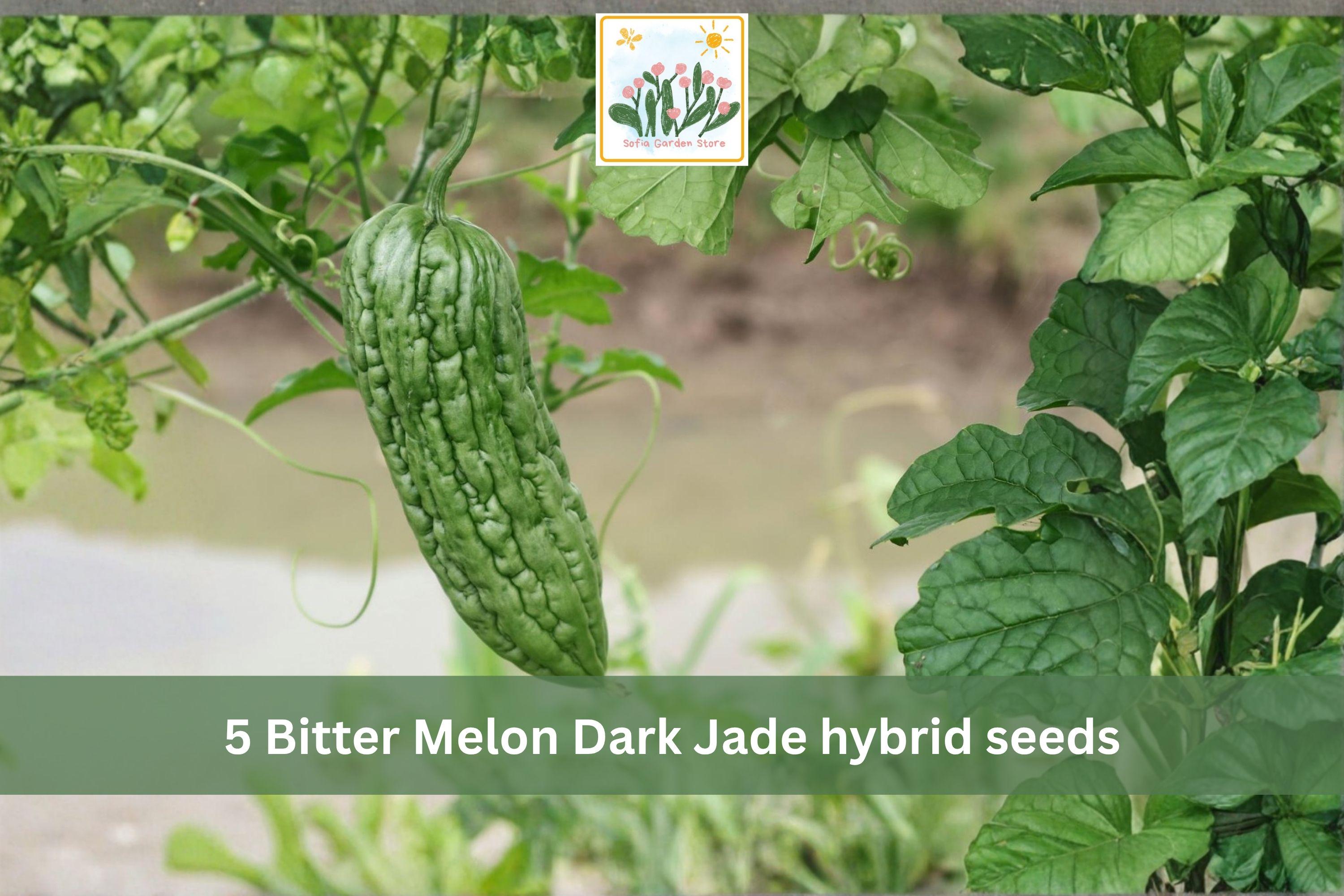 Bitter Melon Seeds Dark Jade Hybrid – Asian Gourd Vegetable, Climbing Vine, Momordica charantia, 5 Seeds