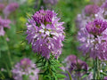 Rocky Mountain Bee Plant Seeds – Heirloom Non-GMO Wildflower for Pollinator Gardens – Cleome serrulata, 75 Seeds