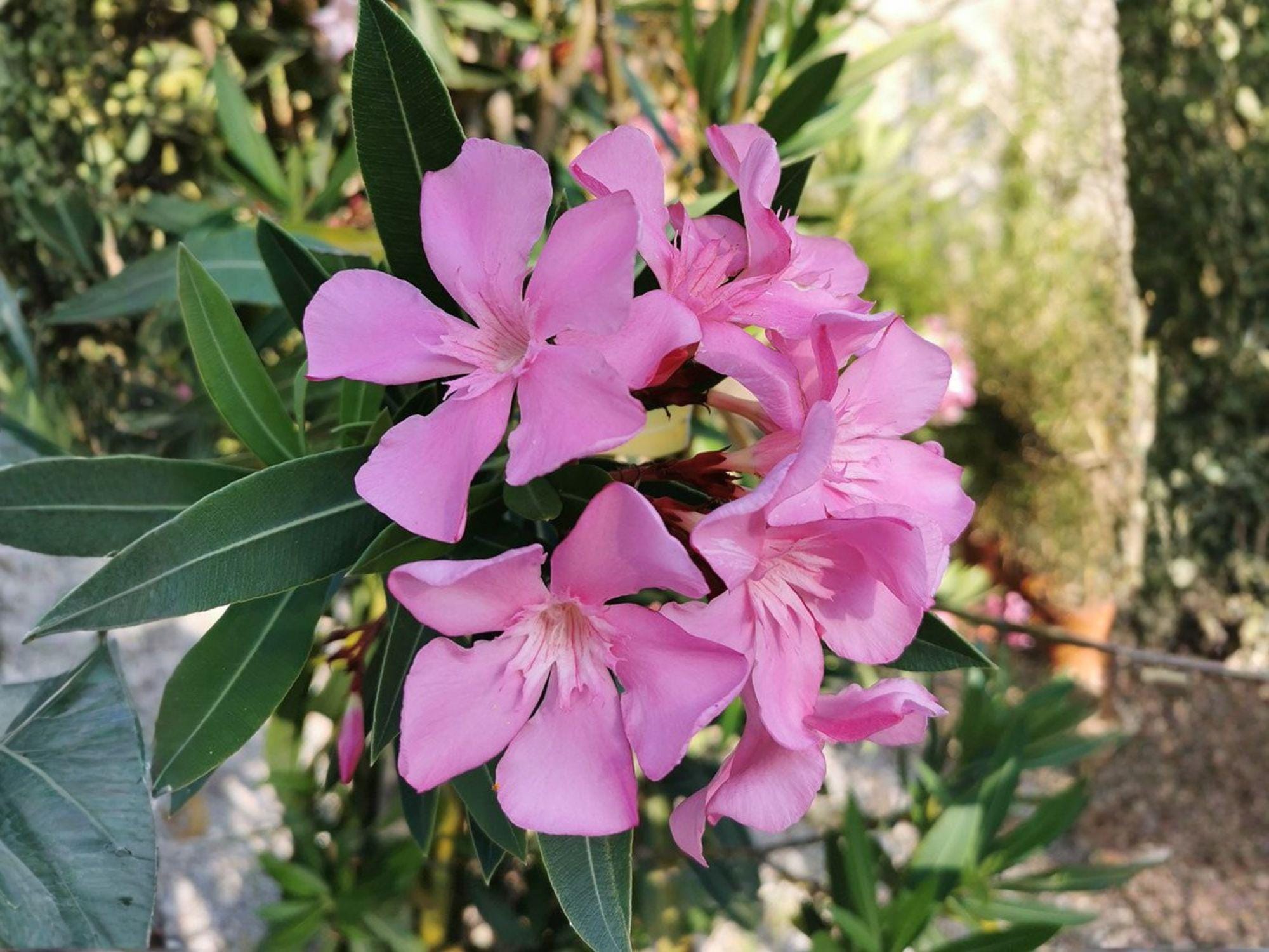 Nerium Oleander Seeds - Heirloom, Non-GMO Flowering Shrub for Gardens, Ornamental Landscape, Drought-Tolerant, Full Sun