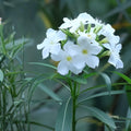 White Oleander Cuttings – 7 Live Unrooted Nerium oleander Evergreen Shrub with White Flowers