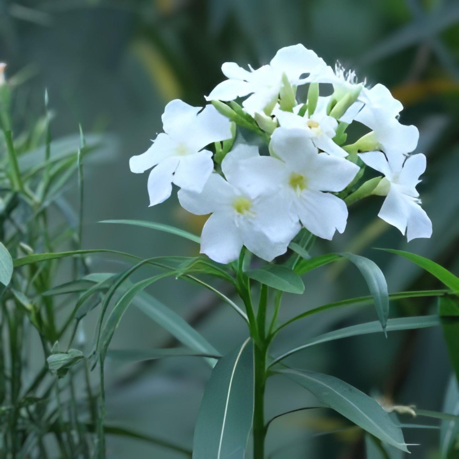 White Oleander Cuttings – 7 Live Unrooted Nerium oleander Evergreen Shrub with White Flowers