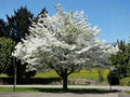 White Flowering Dogwood Trees – 2 Live Plants, Cornus florida, Ornamental Landscape Trees for Gardens and Yards