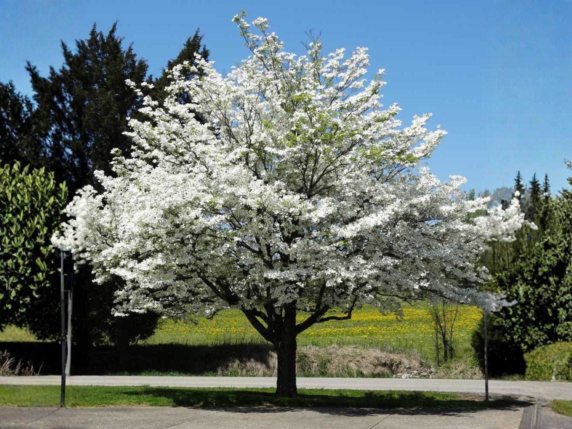White Flowering Dogwood Trees – 2 Live Plants, Cornus florida, Ornamental Landscape Trees for Gardens and Yards