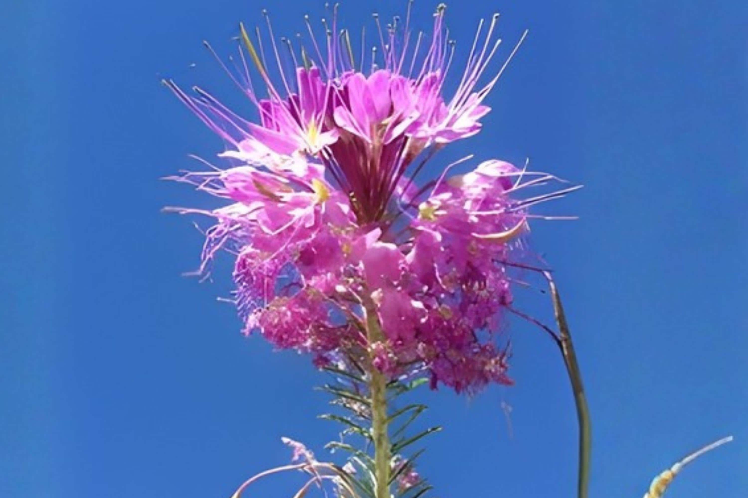 Rocky Mountain Bee Plant Seeds – Native Wildflower with Pink to Purple Blooms – Cleome serrulata for Pollinator Gardens
