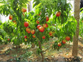 Mericrest Nectarine Fruit Tree – 2 ft Tall Backyard Orchard Plant – Prunus persica, Edible Garden, Spring Blossoms
