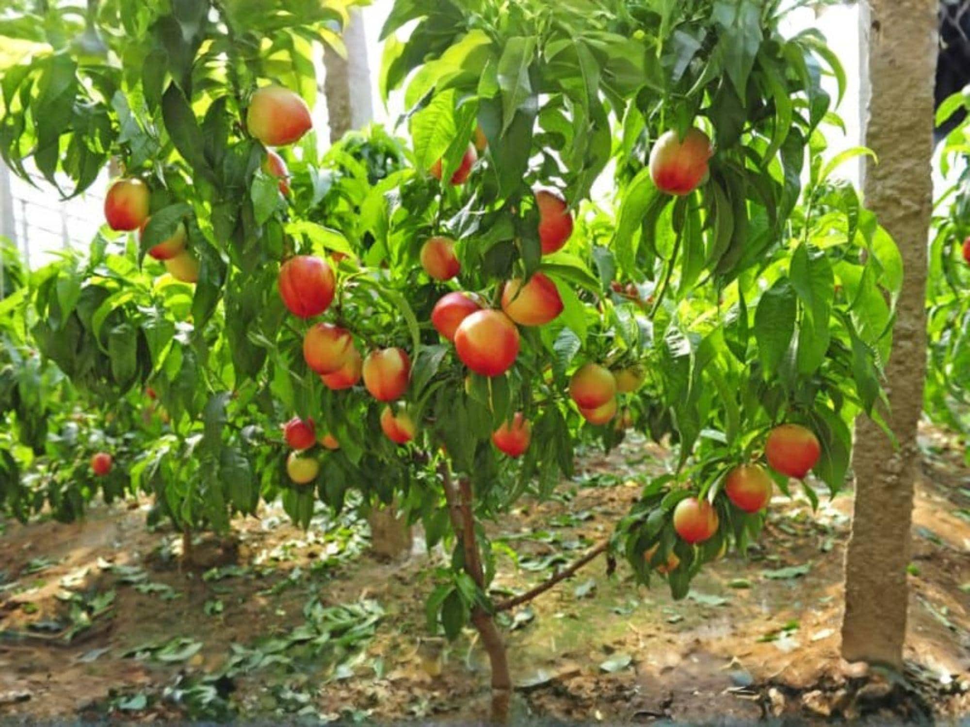 Mericrest Nectarine Fruit Tree – 2 ft Tall Backyard Orchard Plant – Prunus persica, Edible Garden, Spring Blossoms
