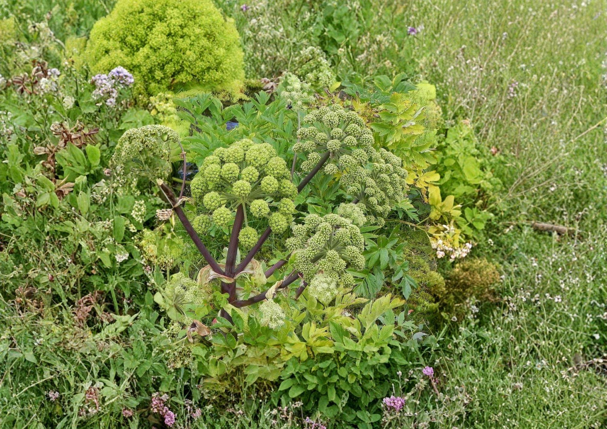 Angelica Holy Ghost Seeds - Heirloom Non-GMO Biennial Herb for Culinary & Medicinal Use, Angelica archangelica, Fragrant Licorice Aromatic Plant