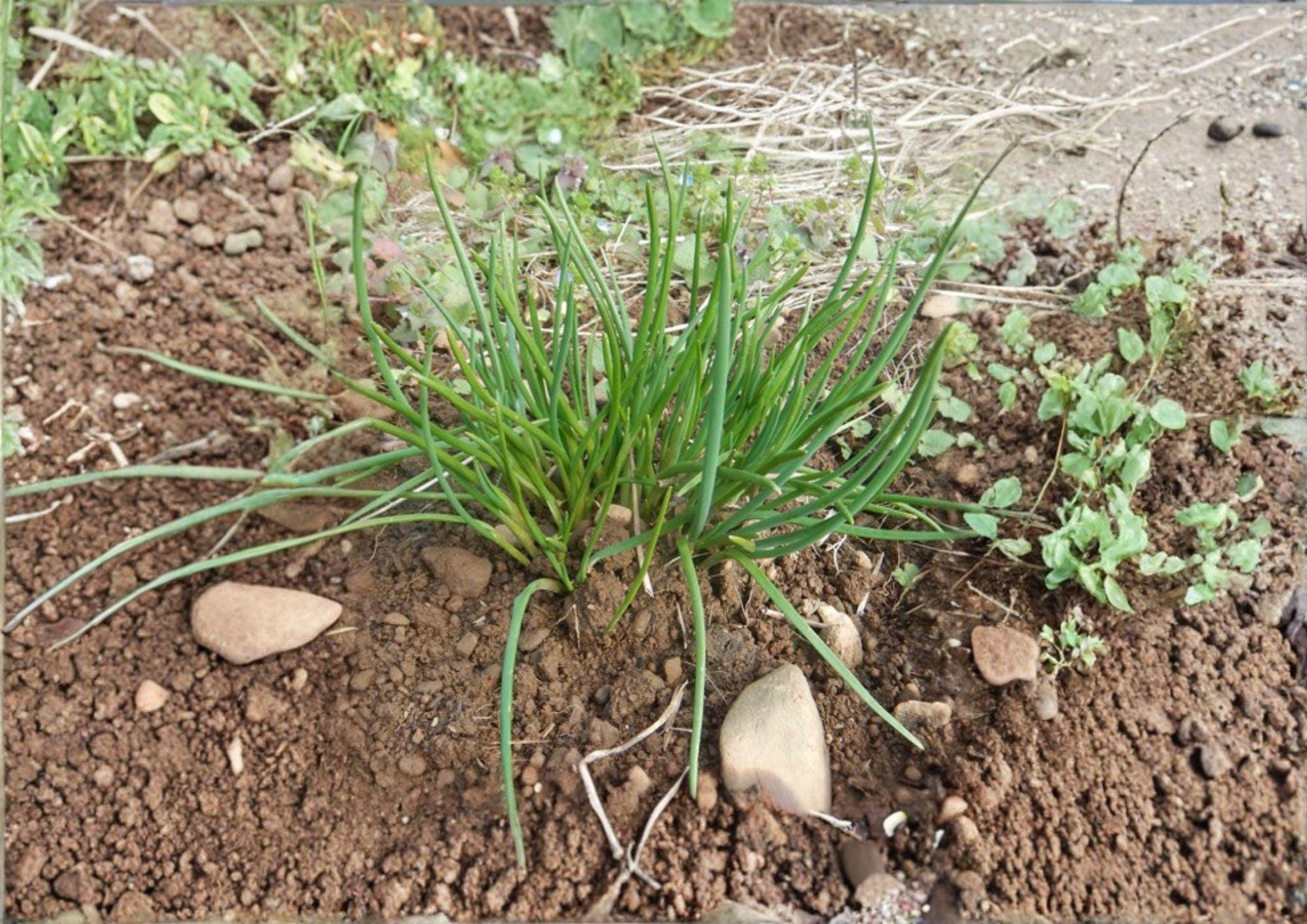 Chives Seeds 250 Allium schoenoprasum Non-GMO Culinary Herb for Garden, Kitchen, Container Planting