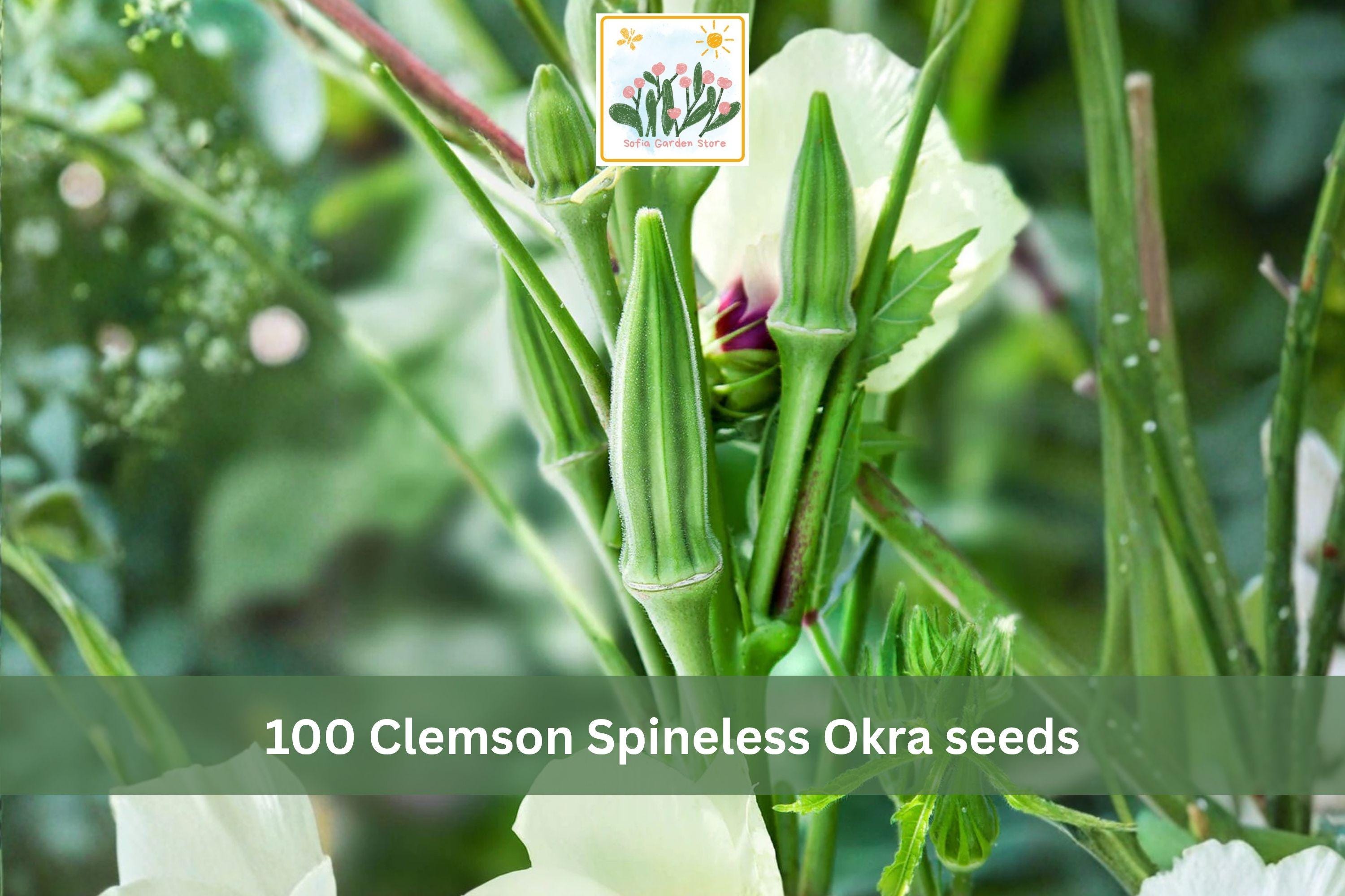 Clemson Spineless Okra Seeds – Heirloom Vegetable Seeds for Garden, Container, Summer Harvest, Abelmoschus esculentus, 100 Seeds
