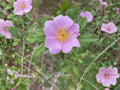 Rosa palustris Swamp Rose Seeds – Native Heirloom, Non-GMO, Moist Soil, Pink Blooms, Open-Pollinated Garden Planting