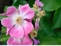 Heirloom Rosa setigera Illinois Rose Seeds – Native Climbing Rose for Garden, Fences & Pollinator Habitat, 30 Seeds