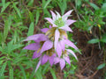 Spotted Bee Balm Seeds – Heirloom Non-GMO Wildflower for Pollinator Gardens – Monarda punctata, Native, Open-Pollinated