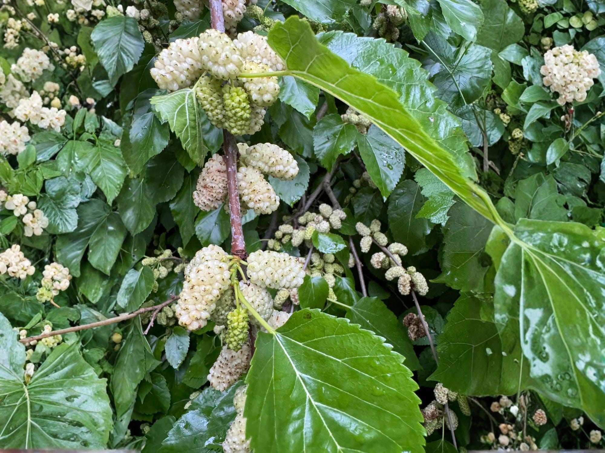 White Mulberry Saplings – 12-18 Inch Morus alba Fruit Trees for Edible Gardens & Wildlife Habitat (2 Pack)