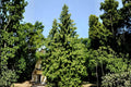 Arborvitae Seeds 50 Pack | White Cedar Tree Evergreen for Hedges & Privacy Screens | Thuja occidentalis