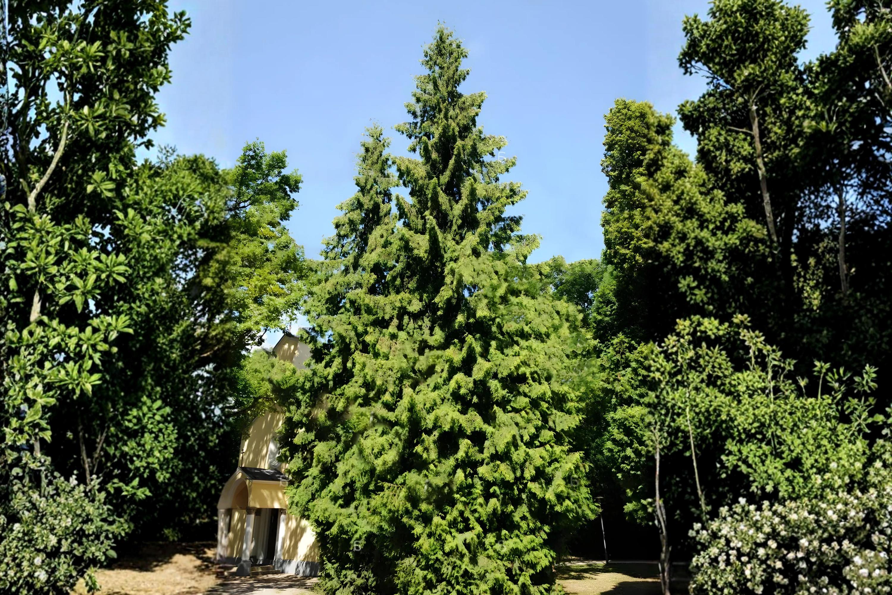 Arborvitae Seeds 50 Pack | White Cedar Tree Evergreen for Hedges & Privacy Screens | Thuja occidentalis
