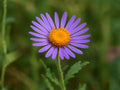 Purple Aster Seeds – Heirloom Bigelow’s Tansyaster Wildflower for Garden Planting, Non-GMO, Vibrant Purple Blooms, Machaeranthera bigelovii