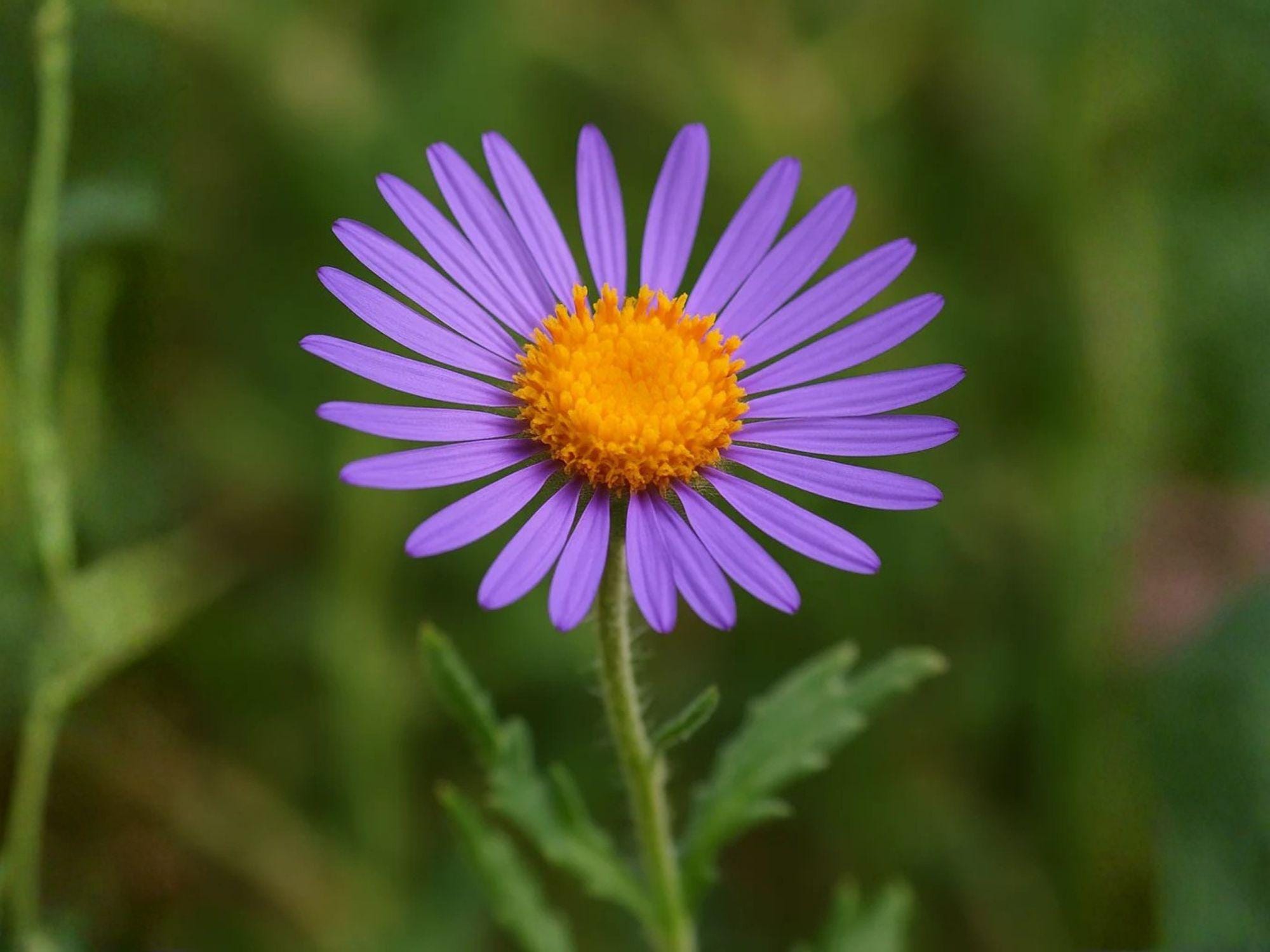 Purple Aster Seeds – Heirloom Bigelow’s Tansyaster Wildflower for Garden Planting, Non-GMO, Vibrant Purple Blooms, Machaeranthera bigelovii