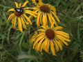 Orange Mountain Daisy Seeds – Heirloom Non-GMO Wildflower Seeds for Garden, Native Plant, Hymenoxys hoopesii