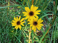 Showy Goldeneye Wildflower Seeds – Heirloom Non-GMO Garden Planting – Bright Yellow Daisy-Like Flowers – Heliomeris multiflora