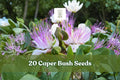 20 Capparis spinosa Caper Bush Seeds - Drought-Tolerant Shrub with White Flowers and Purple Stamens for Garden & Container Planting