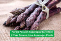 Purple Passion Asparagus Bare Root Crowns – Live 2-Year-Old Perennial Vegetable Plants for Home Gardens, Organic Farming
