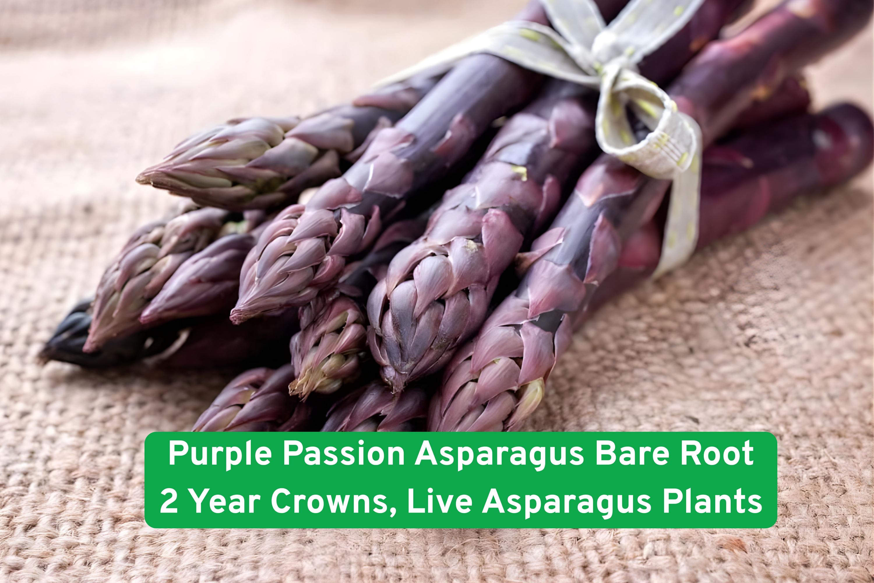 Purple Passion Asparagus Bare Root Crowns – Live 2-Year-Old Perennial Vegetable Plants for Home Gardens, Organic Farming
