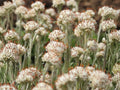 Prairie Pussytoes Seeds – Heirloom Native Groundcover for Rock Gardens & Pollinator Gardens – Antennaria neglecta, Drought-Tolerant, Low-Maintenance
