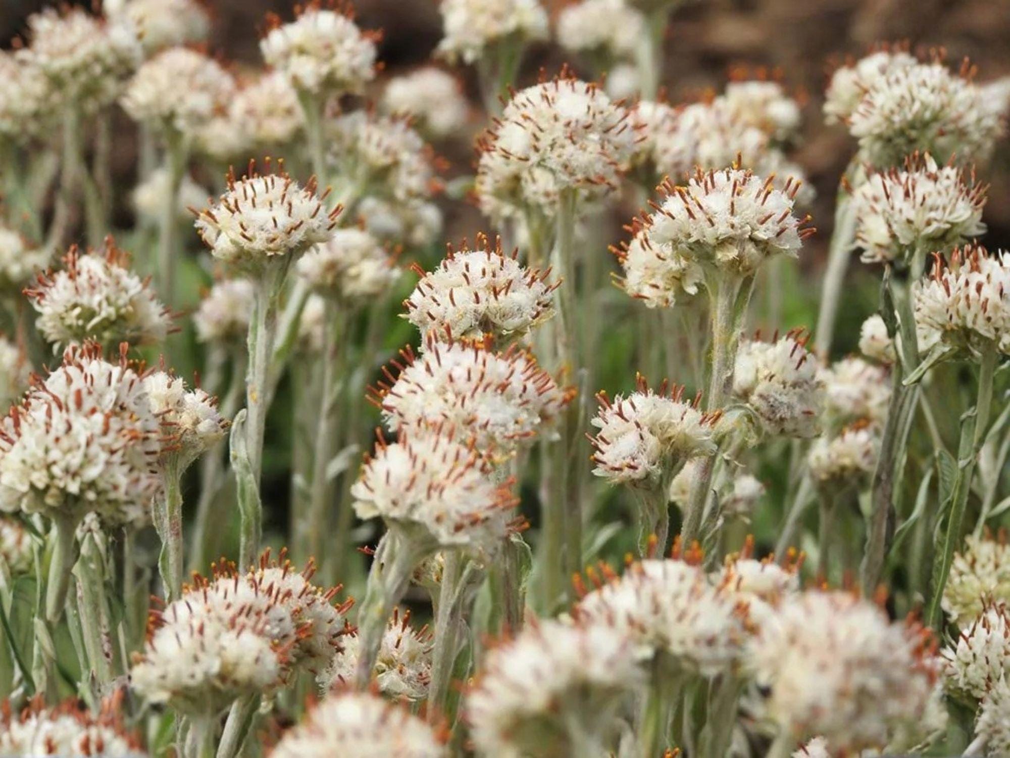 Prairie Pussytoes Seeds – Heirloom Native Groundcover for Rock Gardens & Pollinator Gardens – Antennaria neglecta, Drought-Tolerant, Low-Maintenance