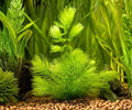 Live Hornwort Aquarium Plant, Ceratophyllum demersum, Floating Oxygenating Water Plant for Fish Tanks & Ponds